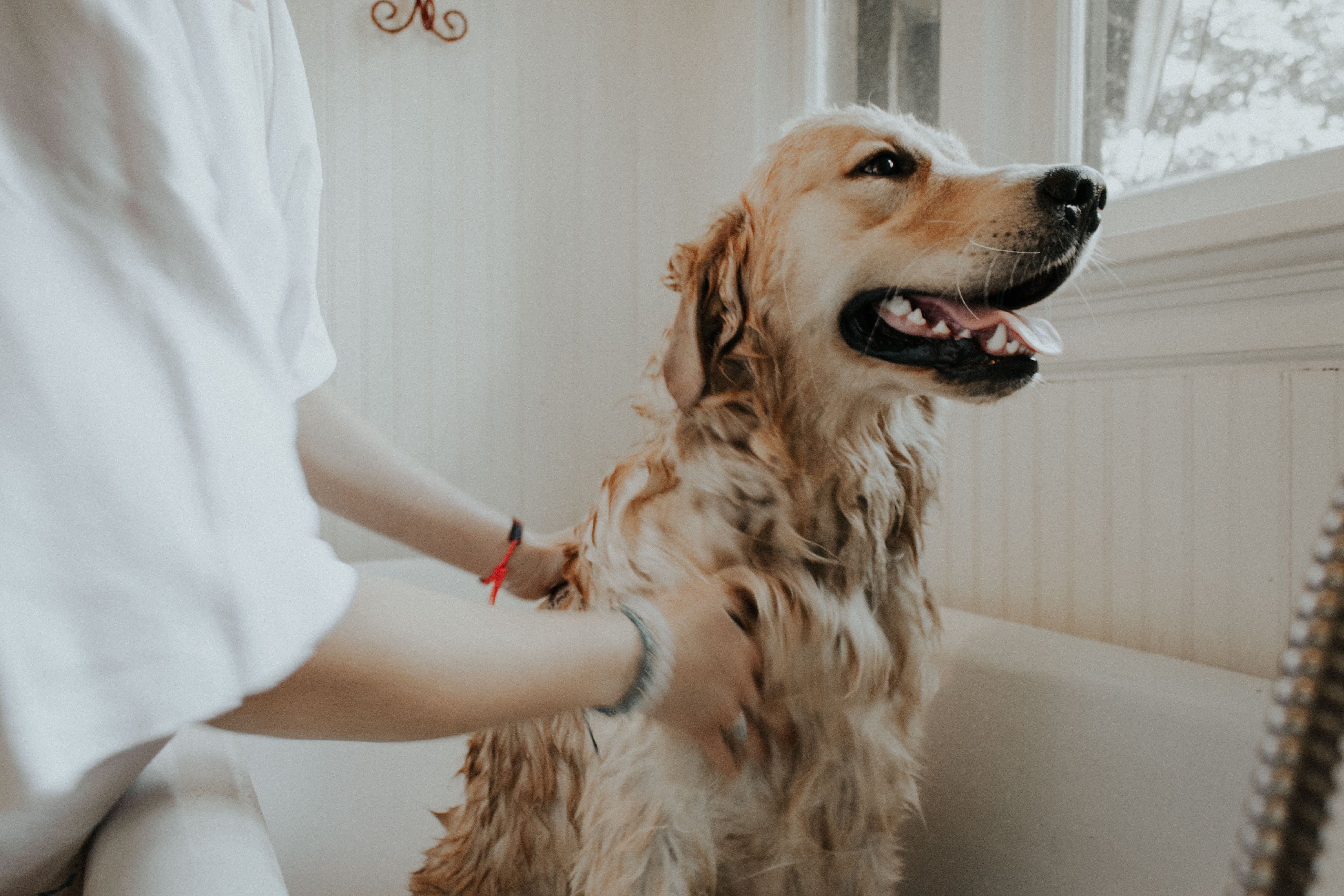 How to give your pooch the perfect bath.