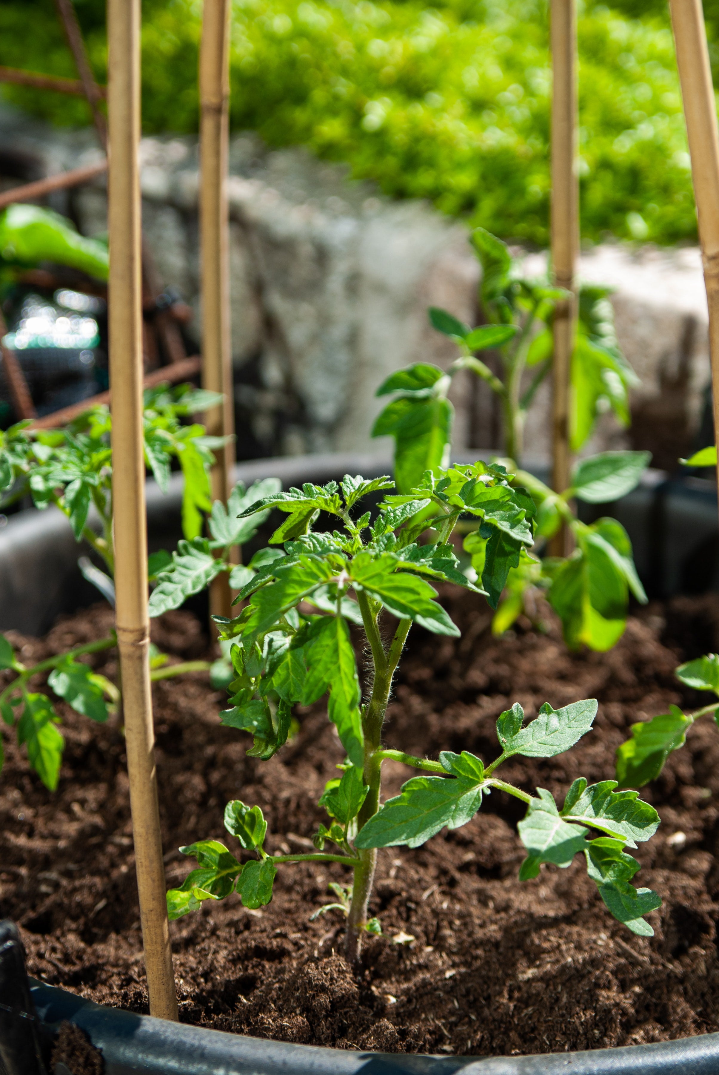 The Base Collectives Winter Veggie Garden Staples