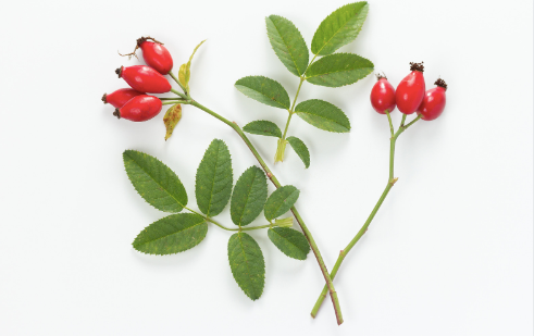 Rosehip for skin: All the benefits